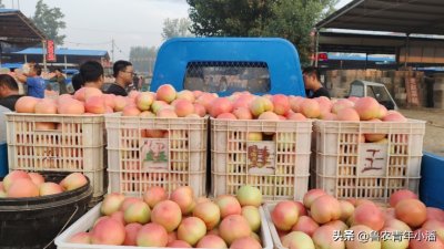 ​山东聊城人口最多县， 面积最大的县，中国蔬菜县