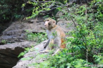 ​被北京十渡的猕猴谷可爱到了