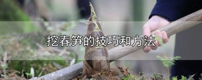 ​挖春笋的技巧和方法
