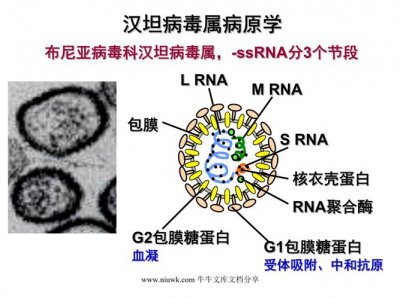 ​什么是汉坦病毒（汉坦病毒简述）