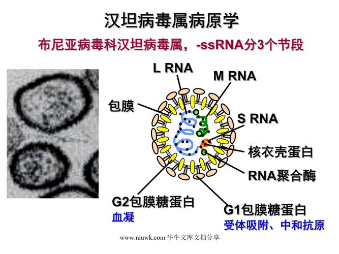 什么是汉坦病毒(汉坦病毒简述)