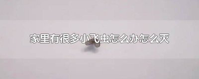 ​家里有很多小飞虫怎么彻底消灭它呢 家里有很多小飞虫怎么彻底消灭它们