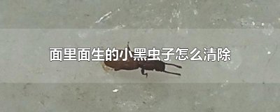 ​面里面生的小黑虫子怎么清除