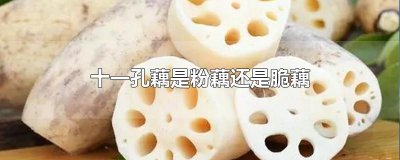 ​十一孔藕是粉藕还是脆藕