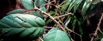 ​竹节虫是益虫还是害虫