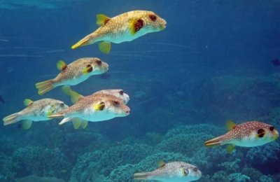 ​河豚的肚子为什么会胀，而且只能胀三次？