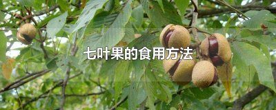 ​七叶果吃法 因七叶子的食用方法