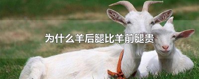 ​为什么羊后腿比羊前腿贵