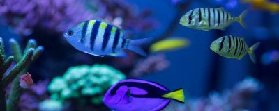 ​五道黑是什么鱼