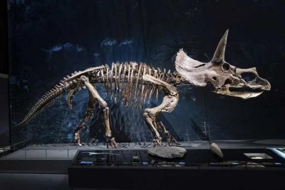 ​维基百科，三角龙！