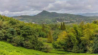 ​冠绝海内的大明绝唱——岕茶