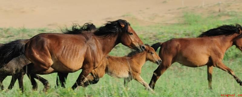尔虞我诈打一动物（尔虞我诈是动物马,取其虞,因为虞字有吴,吴与午近音,午在生肖）