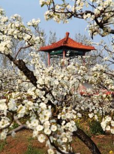 ​千树万树梨花开，忽如一夜春风来，千树万树梨花开描绘了怎样的画面？