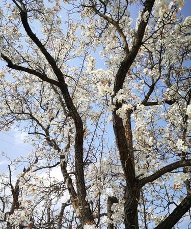 千树万树梨花开寓意