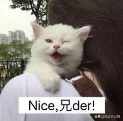 有什么能翻译文档的软件(翻译文本软件大合集)(8)