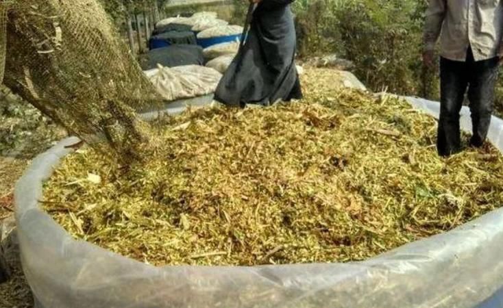 东北黄贮玉米杆发酵好了冬天还能霉变吗