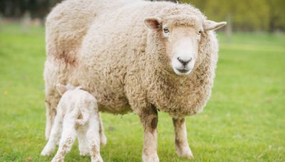 ​三栖动物都有哪些 三栖动物有哪些动物