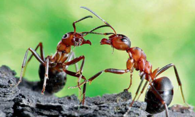 ​蚂蚁是怎么辨别味道的,蚂蚁是怎样辨别味道的