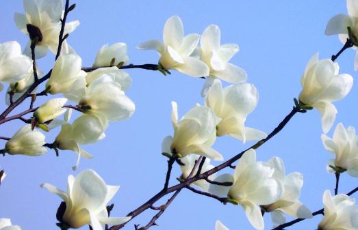 白玉兰的养殖方法-白玉兰是怎么样的?