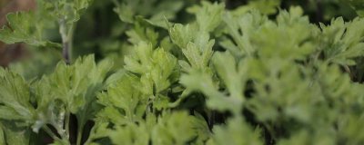 ​野艾草功效作用 野艾草的功效与作用图片