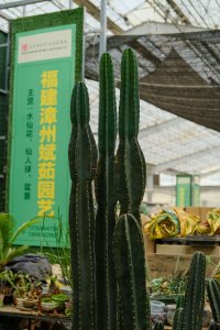 ​量天尺冬天怎么养，冻伤了怎么办