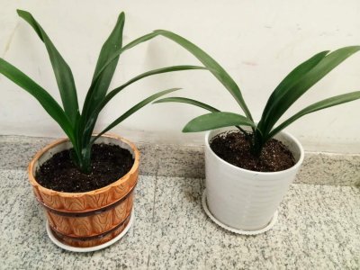 ​用啤酒养君子兰