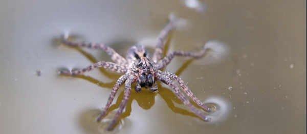 水蜘蛛有毒的,水蜘蛛有毒的吗图2