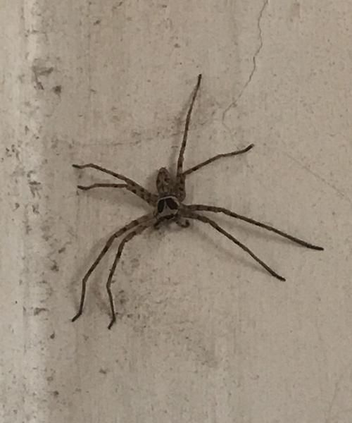 这是什么虫子拍照搜索