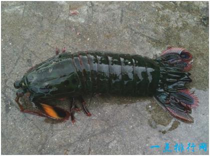 雀尾螳螂虾真的那么厉害吗（世界上最凶残的虾）(3)