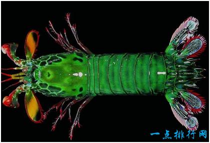 雀尾螳螂虾真的那么厉害吗（世界上最凶残的虾）(2)