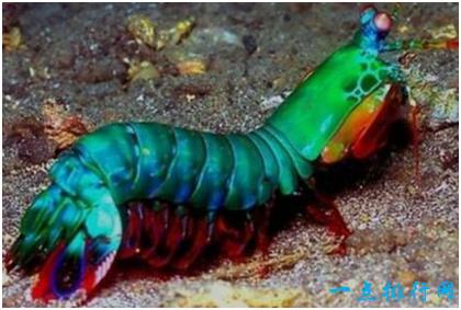 雀尾螳螂虾真的那么厉害吗（世界上最凶残的虾）(1)