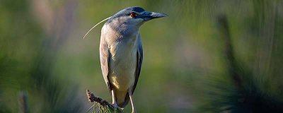 ​益虫益鸟有哪些功劳 益虫益鸟有哪些分别有哪些作用