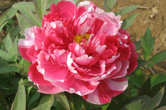 岛锦牡丹特点(图3)