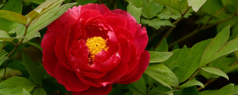 岛锦牡丹特点(图1)