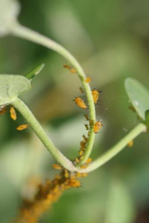 蚜组词有哪些词