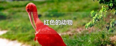 ​鼻子红色的动物图片 鼻子红色的动物叫什么