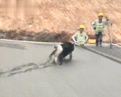 混泥土刚打完,阿拉斯加就跳了进去,这下悲剧了吧!