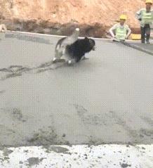 混泥土刚打完,阿拉斯加就跳了进去,这下悲剧了吧!