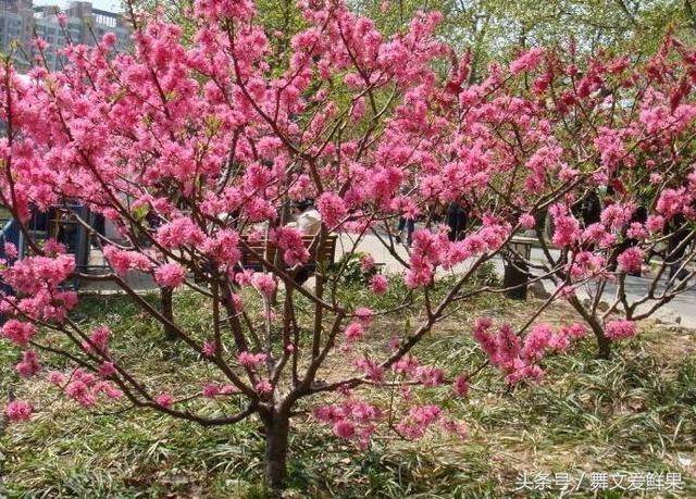 桃树先开花还是先长叶（科普小知识送给你）