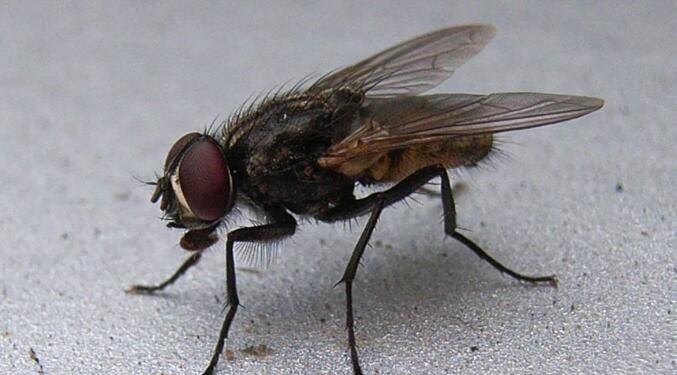 家里有苍蝇怎么妙招驱