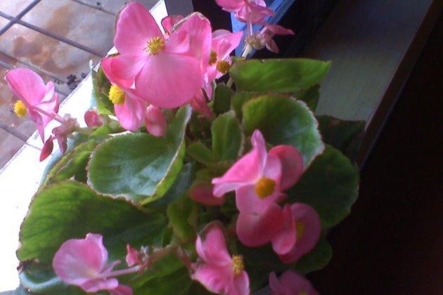 四季海棠这样养，严冬中叶茂花更繁！