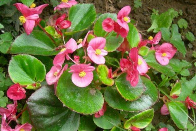 四季海棠这样养，严冬中叶茂花更繁！