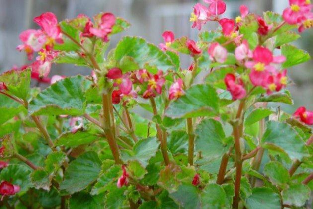 四季海棠这样养，严冬中叶茂花更繁！