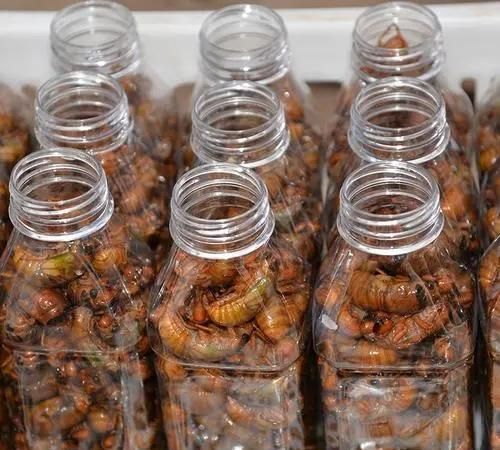 知了猴可以放冰箱冷冻吗