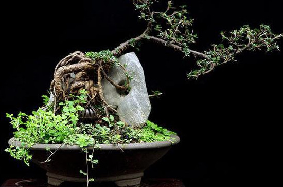 金雀枝条太长如何修剪(图3)