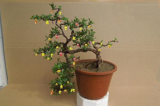 金雀枝条太长如何修剪(图2)