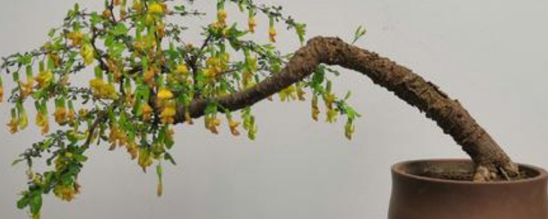 金雀枝条太长如何修剪(图1)