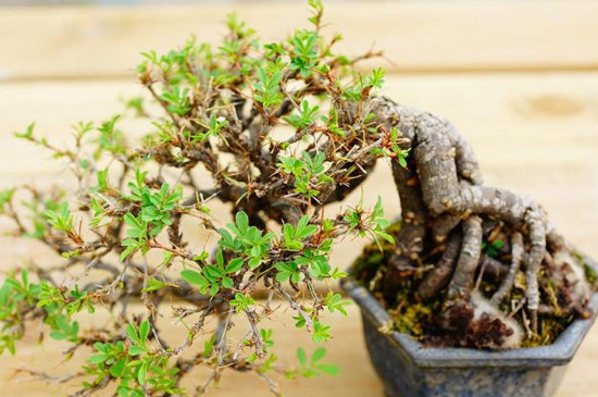 金雀枝条太长如何修剪(图4)