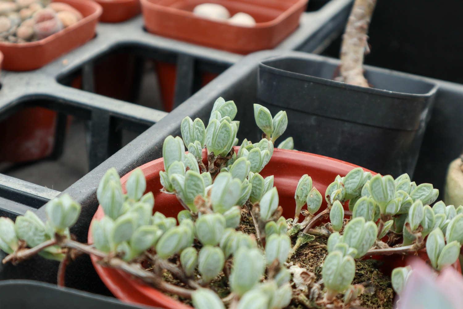 鹿角海棠 鹿角海棠