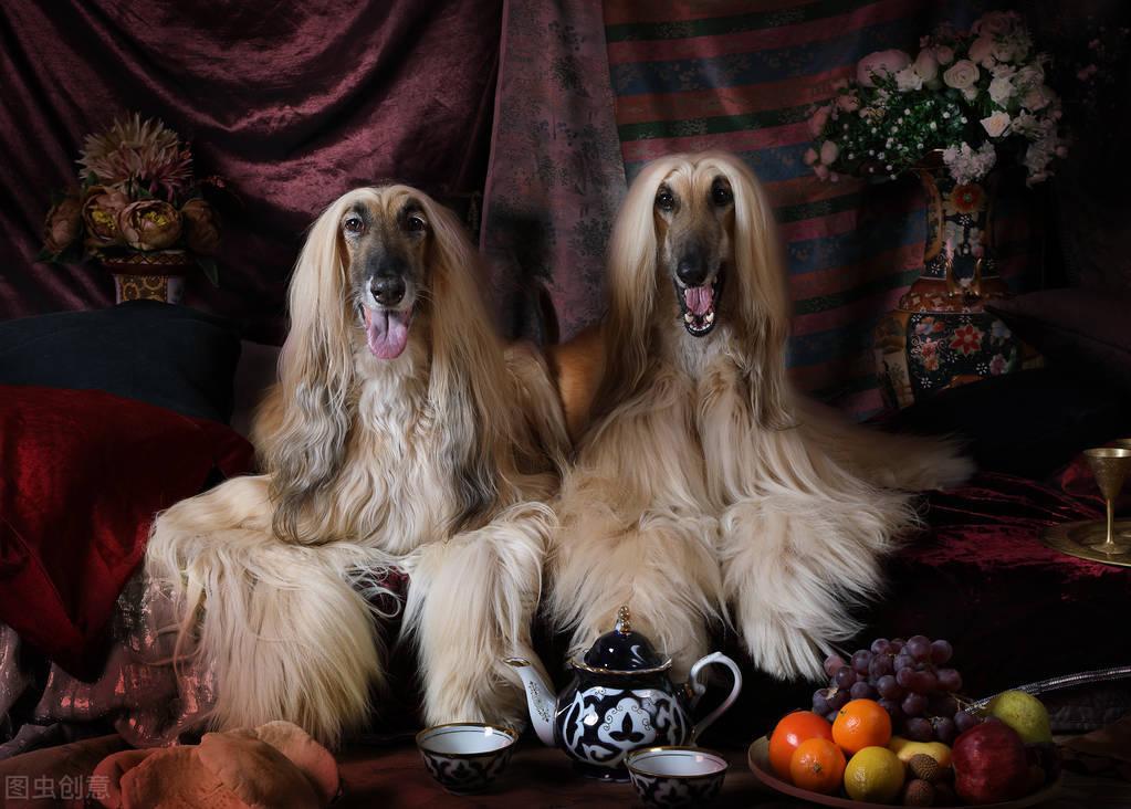 国内为何禁养阿富汗猎犬（我国阿富汗猎犬为什么被禁养）